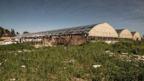 Planting Seeds of Destruction - Reesor-Rd-Greenhouse51.jpg