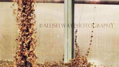 Photo from The Wicker Shop