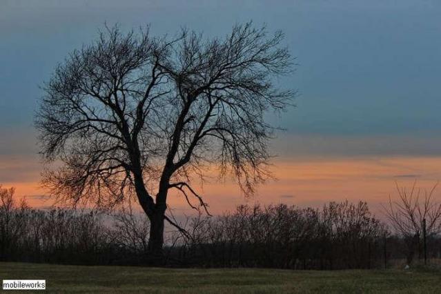 Pinehill Pioneer Cemetery photo 2