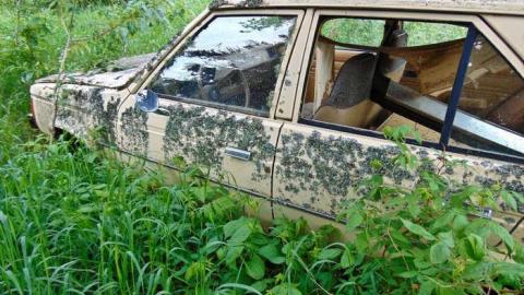 Hwy 588 Skunk House - Kakabeka-Skunk-Farm14.jpg