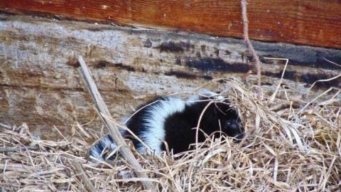 Hwy 588 Skunk House - Kakabeka-Skunk-Farm9.jpg
