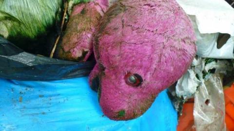 Stinky - P1150816.jpg