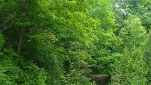 Witchy Woman - The-Legend-of-Mary-Rutherford1.jpg