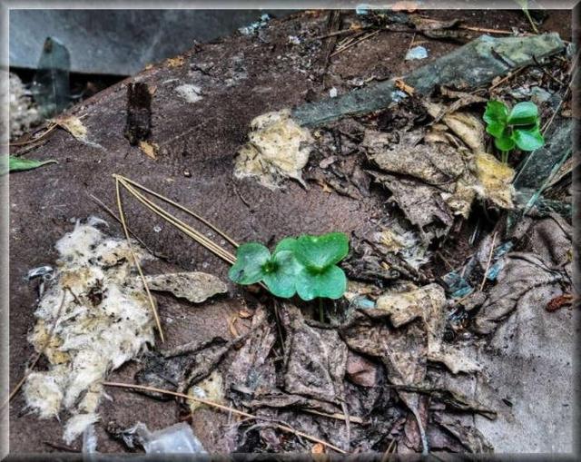 Avian Inferno - Avian Inferno 04.jpg