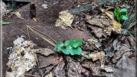 Avian Inferno - Avian Inferno 04.jpg