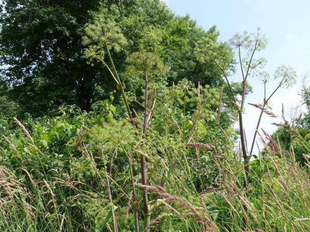 June 2014 - McKinnon-(ghost-town)19.jpg