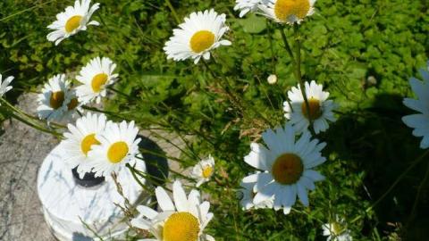 West Wind - West-of-Windrush15.jpg