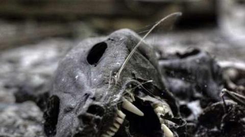 Bushie Bush - DSC_3413.jpg