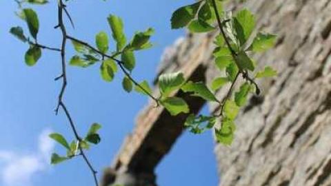 Stone Walls - Top-of-Blue38.jpg