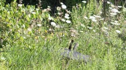 Christian Reesor - IMG_1623.jpg