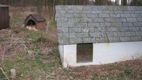 Dog Kennels & Shed photo 4