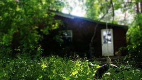 Lost in the Woods - Bird-House-Lane5.jpg