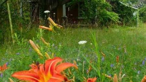 Tiger Lily - Bless-This-House17.jpg