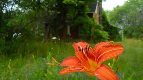 Tiger Lily - Bless-This-House11.jpg