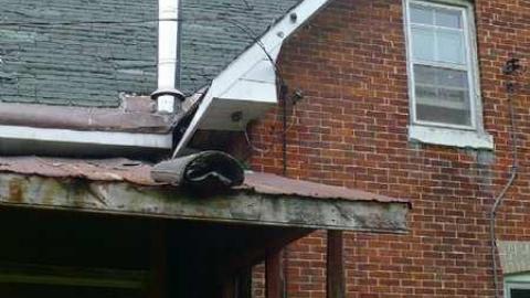 Tiger Lily - Bless-This-House21.jpg