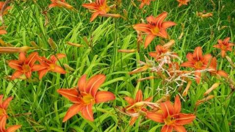 Tiger Lily - Bless-This-House22.jpg