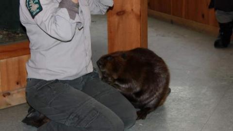 Then and Now - Muskoka-Wildlife-Centre6.jpg