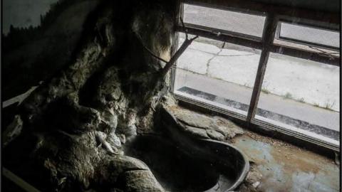 Then and Now - Muskoka-Wildlife-Centre12.jpg