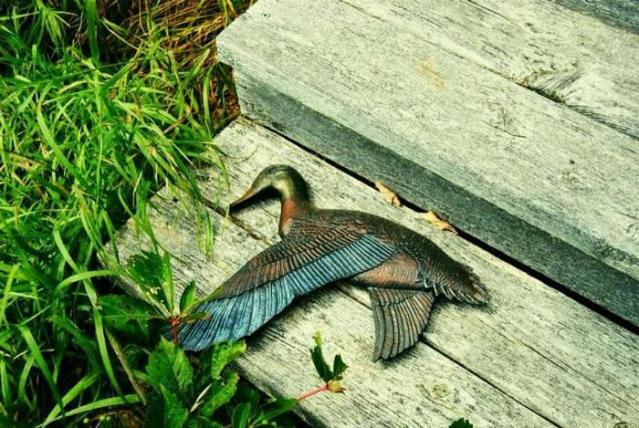 Diamond in the Rough photo 5