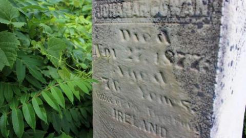 Irish Settlers - Ballinafad-Pioneer-Cemetery38.jpg