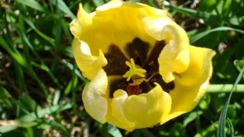 Ellengowan (ghost town) photo 4