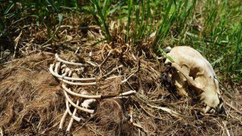 Pet Cemetery July 2014 - DSC_0083.jpg