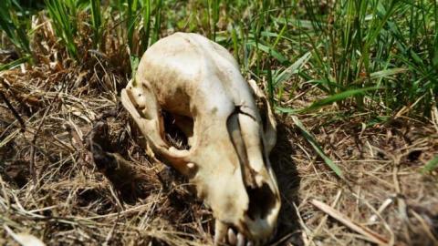 Pet Cemetery July 2014 - DSC_0084.jpg