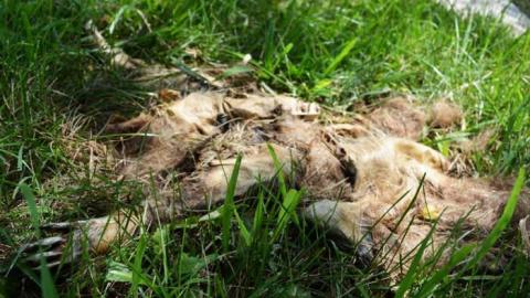 Pet Cemetery July 2014 - DSC_0085.jpg