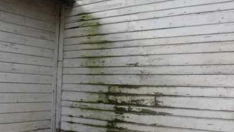 Photo from Scotch Settlement Overgrown