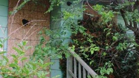 Photo from Scotch Settlement Overgrown