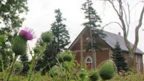 Photo from Scotch Settlement Overgrown