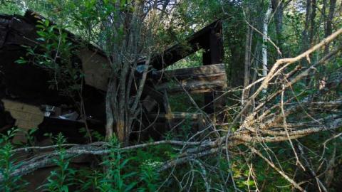 Treefarm Collapsed House - Treefarm-Collapsed-House8.jpg
