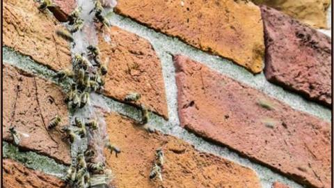 Bee House - Summer 2014 - The Bee House 01.jpg