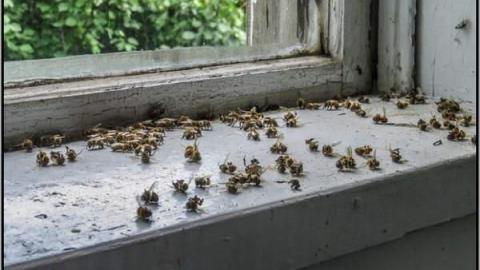 Bee House - Summer 2014 - The Bee House 02.jpg