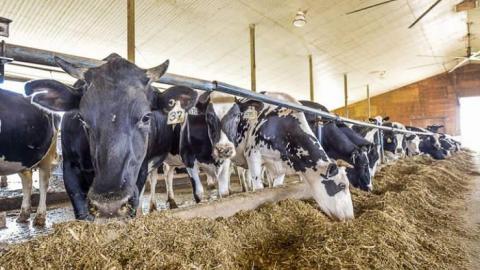 Cows and Tea - WideOpen4-6969.jpg