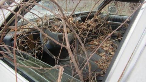 Boneyard - The-Boneyard7.jpg