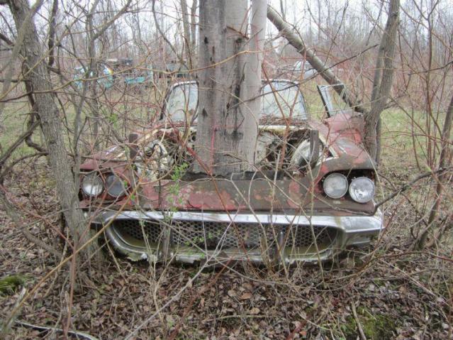 The Boneyard photo 3