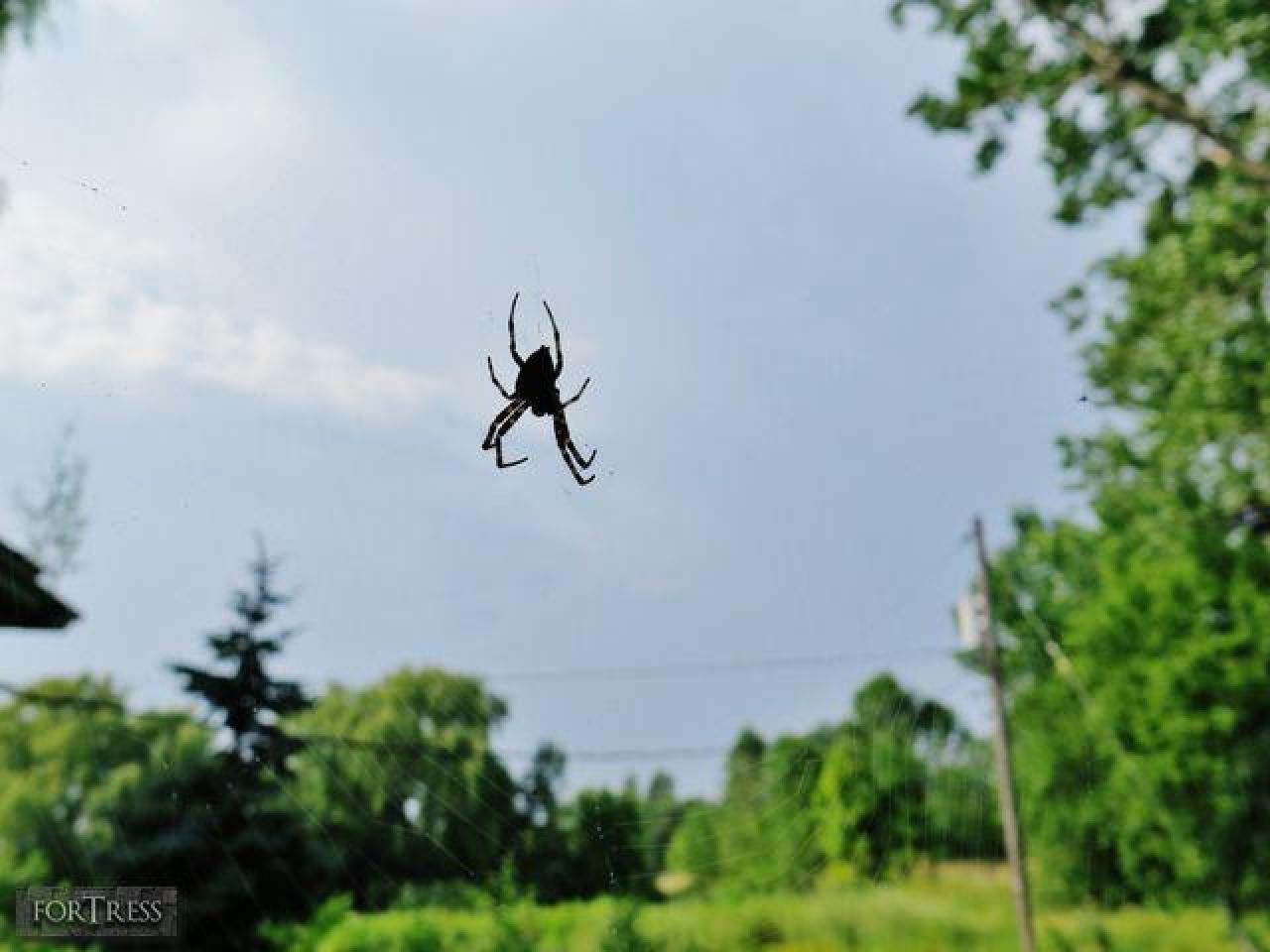 Spider's Nest - SC3.jpg