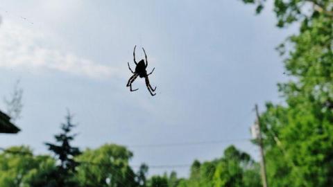 Coal-Fire Casualty (1) photo 3