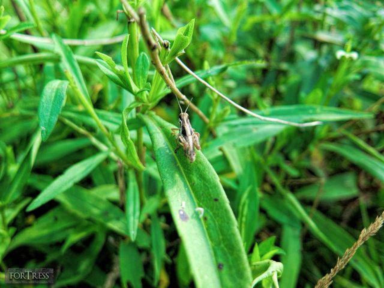 Hornet's Nest - HC2.jpg