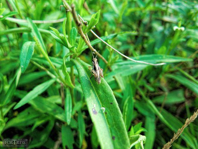 Hornet's Nest - HC2.jpg