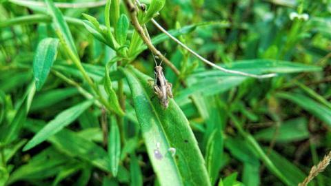 Coal-Fire Casualty (2) photo 2