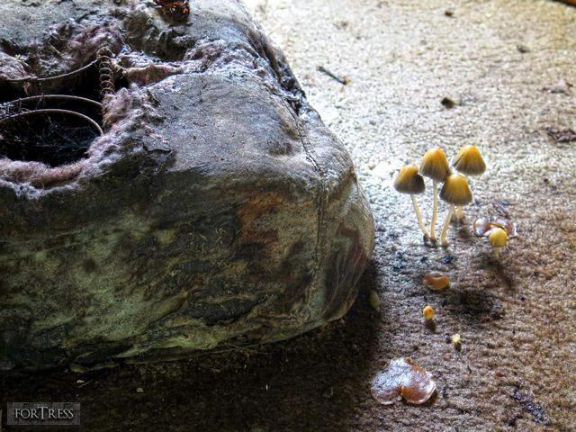 Hornet's Nest - HC7.jpg