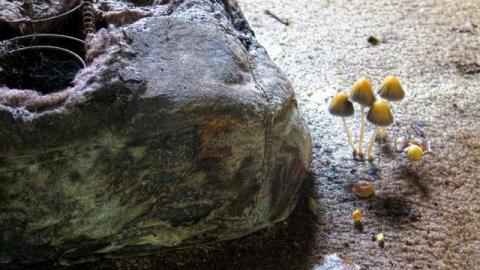 Hornet's Nest - HC7.jpg