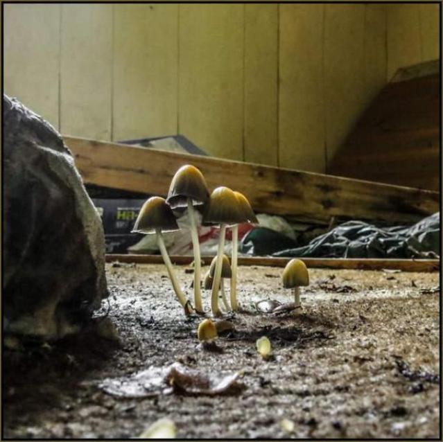 2nd Round of Visuals - Coal-Fire Casualty (2) 05.jpg