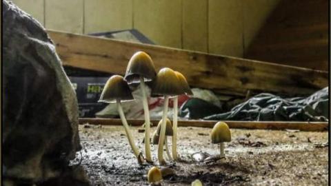 2nd Round of Visuals - Coal-Fire Casualty (2) 05.jpg