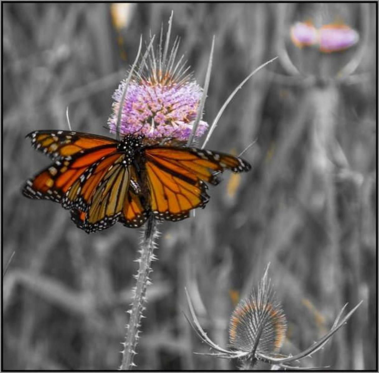 2nd Round of Visuals - Coal-Fire Casualty (2) 08.jpg