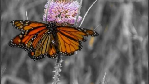 2nd Round of Visuals - Coal-Fire Casualty (2) 08.jpg