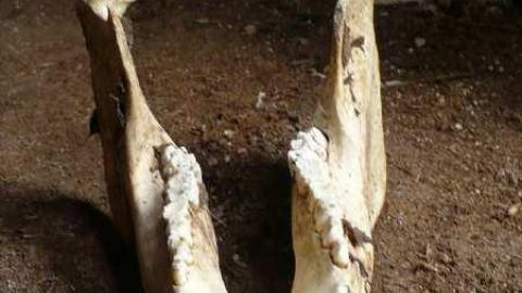 Death and Decay - Colgan-Death-Farm41.jpg