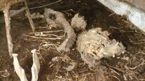 Death and Decay - Colgan-Death-Farm49.jpg